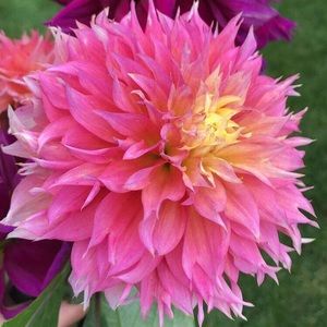 Meet your Posher, Madison